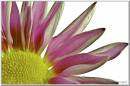 Rising-Petals.jpg