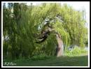 River_Bank_Tree.jpg