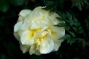 Rose-Net.jpg