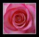 Rose-in-bloom.jpg