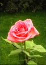 Rose10.jpg