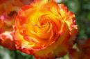 Rose12.jpg