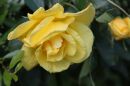 Rose14.jpg