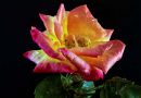 Rose15.jpg