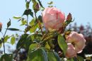 Rose16.jpg