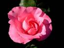 Rose1_.jpg
