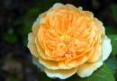 Rose2.jpg