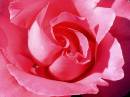 Rose2_.jpg