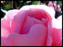 Rose4.jpg