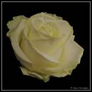 Rose5.jpg