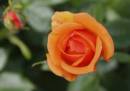 Rose8.jpg