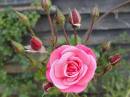 Rose9.jpg