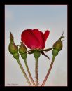 Rose_D_600_Sigma_105_Macro_HH_RF_framed_060416_9264.jpg