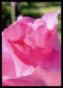 Rose_f_3.jpg