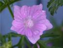 Rose_mallow.JPG