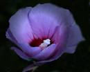 Rose_of_Shannon_2.jpg