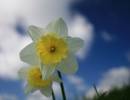 SPRING20087PSCROPWPF.jpg