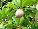 Santol_fruit.JPG