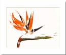 Scratched-Strelitzia.jpg