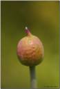 Seed-Head1.jpg