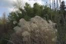 Seed-Heads.jpg