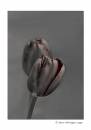 Selective-Tulips.jpg