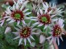 Sempervivum-cantabricum.jpg