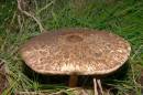 Shaggy_Parasol_061006-015a.jpg