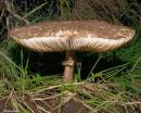 Shaggy_Parasol_061006-018a.jpg