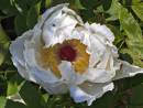 Shimane_Hakugan_tree_Peony_.jpg