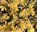 Shrub.jpg