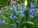 SiberianSquill2.jpg