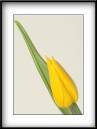 Single-Yellow-Tulip.jpg