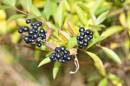 Sloes.jpg
