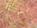 Smoke_Bush_Blossoms.jpg