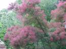Smoke_bush_in_all_its_glory.jpg