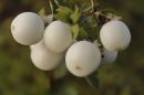 Snowberry.jpg