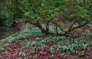Snowdrops-1.jpg