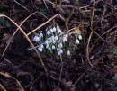 Snowdrops.jpg