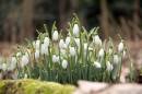 Snowdrops1.jpg