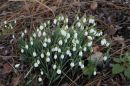 Snowdrops2.jpg