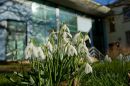 Snowdrops_2016.jpg