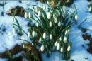 Snowdrops_in_Snow.jpg