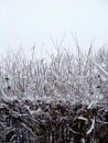 SnowyBranch.jpg