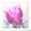 Soft-tulips.jpg