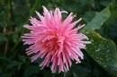 Spiky_Dahlia.JPG