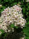 Spirea_japonica_II.jpg