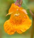 Spotted_Jewelweed_2.jpg