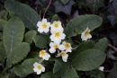 Spring-Flowers.jpg