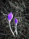 Spring_Crocuses1.jpg